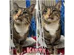 Adopt Kitty - SPONSORED a Domestic Mediumhair / Mixed (short coat) cat in