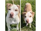 Adopt Joker - SPONSORED a American Staffordshire Terrier / Mixed dog in