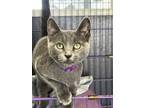 Adopt Wanda a Domestic Shorthair / Mixed (short coat) cat in Duncan