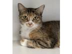 Adopt Cayenne a Domestic Shorthair / Mixed (short coat) cat in Duncan