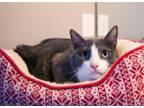 Adopt Dillon a Domestic Shorthair / Mixed cat in Salt Lake City, UT (39004632)