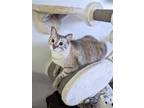 Adopt Precious a Domestic Shorthair / Mixed cat in Salt Lake City, UT (39025861)
