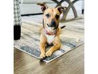 Adopt Chicha a Brown/Chocolate Dachshund / Terrier (Unknown Type