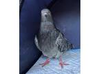 Adopt Nonkari a Pigeon bird in San Francisco, CA (38931278)
