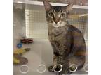 Adopt Cricket a Brown or Chocolate Domestic Shorthair / Mixed cat in St Paul