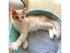 Adopt Baby a Orange or Red Domestic Mediumhair / Mixed cat in Washington