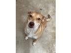 Adopt Callie a Mixed Breed