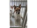 Adopt Paul McCarthy + a Rat Terrier / Jack Russell Terrier / Mixed dog in