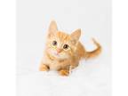 Adopt Java Bean a Orange or Red Domestic Mediumhair / Mixed cat in Minneapolis