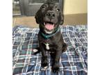 Adopt Pretzell a Black Retriever (Unknown Type) / Mixed dog in Flagstaff