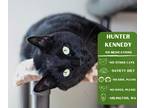 Adopt Hunter Kennedy a All Black Domestic Shorthair cat in Arlington