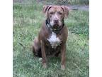 Adopt Lola Ellis a Brown/Chocolate Pit Bull Terrier / Hound (Unknown Type) /