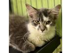 Adopt Yumi a Gray or Blue Domestic Mediumhair / Mixed cat in Springfield