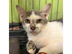 Adopt Yashimi a White Domestic Shorthair / Mixed cat in Springfield