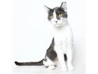 Adopt Becky a Gray or Blue Domestic Shorthair / Mixed cat in Springfield