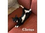 Adopt Cletus (FCID 06/08/2023-152 Jenkintown PS) a Black & White or Tuxedo