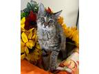 Adopt 6/12 - Daisy a Domestic Mediumhair / Mixed (medium coat) cat in