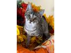 Adopt 6/12 - Suki a Domestic Shorthair / Mixed (short coat) cat in Stillwater