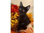 Adopt 6/12 - Camila a Domestic Shorthair / Mixed (short coat) cat in Stillwater