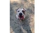 Adopt Lottie a White American Pit Bull Terrier / Mixed dog in Spartanburg