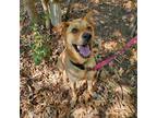 Adopt Pluto a Tan/Yellow/Fawn Labrador Retriever / Mixed dog in Denison