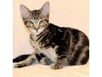 Adopt Bandit a Brown or Chocolate Domestic Shorthair / Mixed cat in Denison
