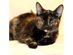 Adopt Bella a Tortoiseshell Domestic Shorthair / Mixed cat in Denison