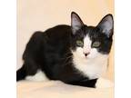 Adopt Maxwell a All Black Domestic Shorthair / Mixed cat in Denison