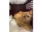 Tangerine Domestic Shorthair Young Female