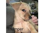 Thumper Puppy Male