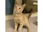 Adopt Tuskegee a Domestic Shorthair / Mixed cat in Salisbury, MD (39099569)