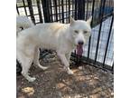 Adopt Judge a White - with Tan, Yellow or Fawn Husky / Mixed dog in Eufaula