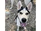 Adopt Petey a Black Husky / Mixed dog in Eufaula, OK (39063390)