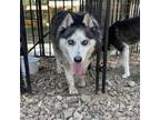 Adopt Petunia a Black Husky / Mixed dog in Eufaula, OK (39063389)