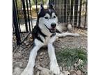 Adopt Maggie May a Black Husky / Mixed dog in Eufaula, OK (39063388)