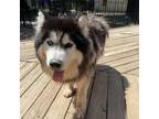Adopt Brooz a Black Husky / Mixed dog in Eufaula, OK (39063386)