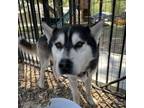 Adopt Luca a Black Husky / Mixed dog in Eufaula, OK (39063385)