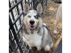 Adopt Patch a Black Husky / Mixed dog in Eufaula, OK (39063384)