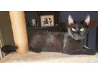 Adopt Zambezi River a Domestic Shorthair / Mixed (short coat) cat in Cincinnati