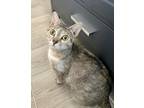 Adopt Daisy a Domestic Shorthair (short coat) cat in Palo Alto, CA (38850310)