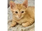 Adopt George Weasley a Domestic Shorthair / Mixed cat in Des Moines