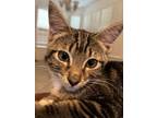 Adopt Clara - Bonded Pair a Brown Tabby Domestic Shorthair / Mixed (short coat)