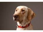Adopt Finn a Tan/Yellow/Fawn Labrador Retriever dog in Atlanta, GA (39158846)