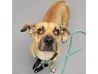 Adopt Chester a Tan/Yellow/Fawn Beagle / Black Mouth Cur / Mixed dog in