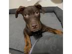Adopt Braxton a Brown/Chocolate Mixed Breed (Small) / Mixed dog in Titusville