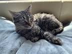 Adopt Angel a Gray, Blue or Silver Tabby Domestic Shorthair / Mixed (short coat)