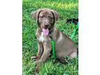 Adopt Tommy a Labrador Retriever / Bloodhound / Mixed dog in Little Rock
