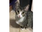 Adopt Mia a Brown Tabby Domestic Shorthair / Mixed (short coat) cat in Antioch