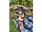 Adopt Wrangler a Bluetick Coonhound / Mixed dog in new london, WI (39071793)