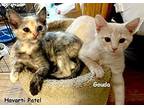 Gouda Domestic Shorthair Kitten Female